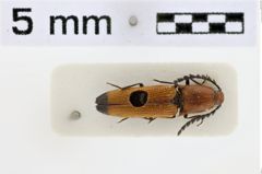 Foto (Dorsalansicht) von Melanotus lautus (Platia & Schimmel, 2001)